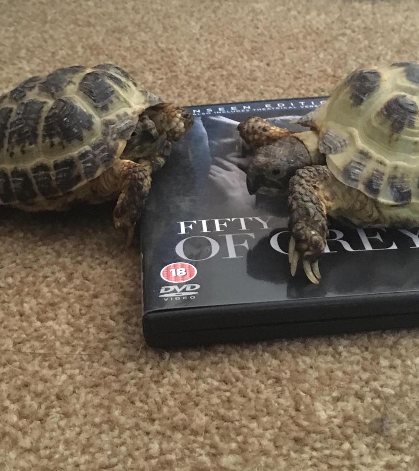  Randy reptiles Raphael and Donatello launched into a sex frenzy when Fifty Shades of Grey came on TV