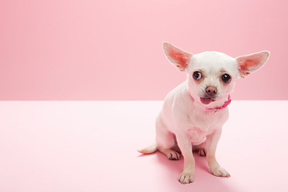  Chihuahuas are more resilient to food allergies than other breeds