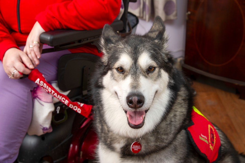 Nuke, two, is Britain’s first Alaskan Malamute assistance dog