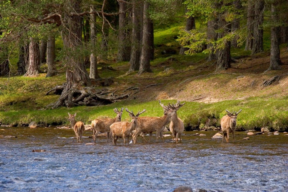 Scotland astonished us with its beauty and we happily return home rejuvenated and refreshed
