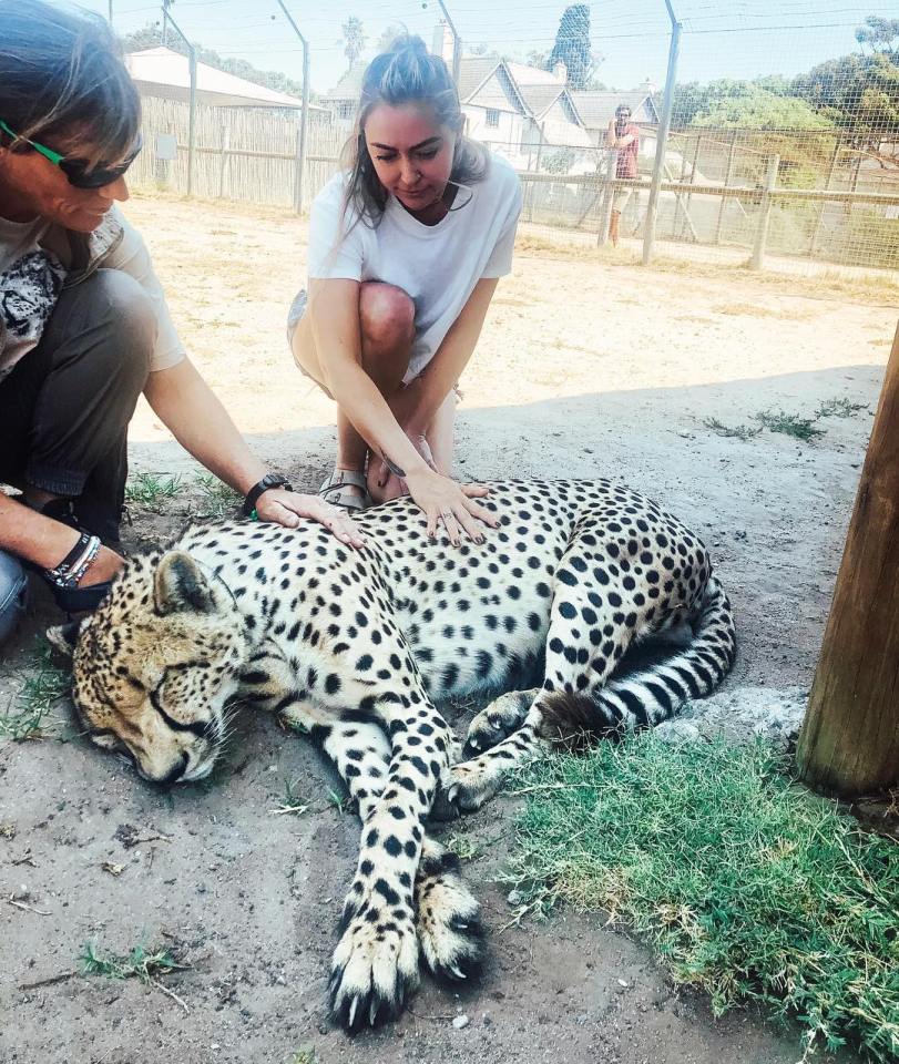 Animal lover Brandi pets a Cheetah at a Florida sanctuary