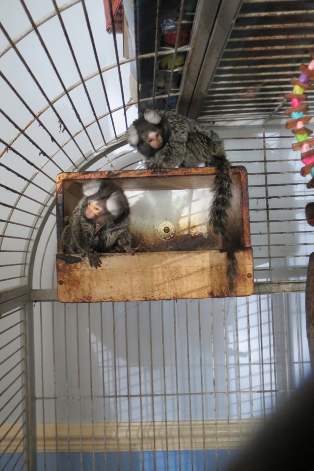 Clydie and Charlie were kept inside a cage and constantly bred