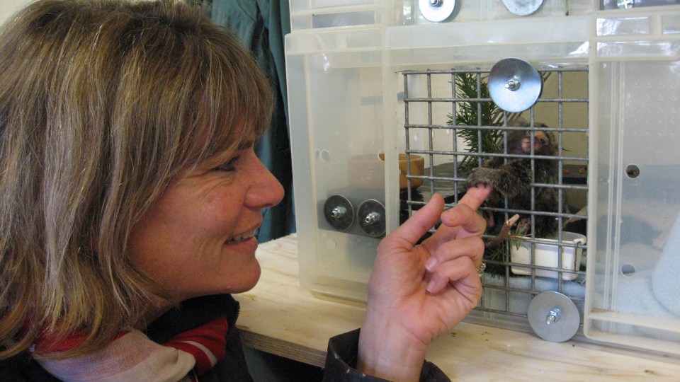 Dr Alison Cronin with a baby marmoset rescued by the sanctuary