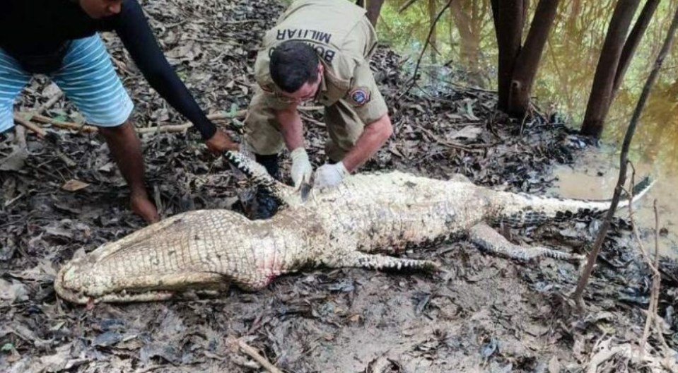 His body was found being eaten by a terrifying 10ft black caiman in the Amazon