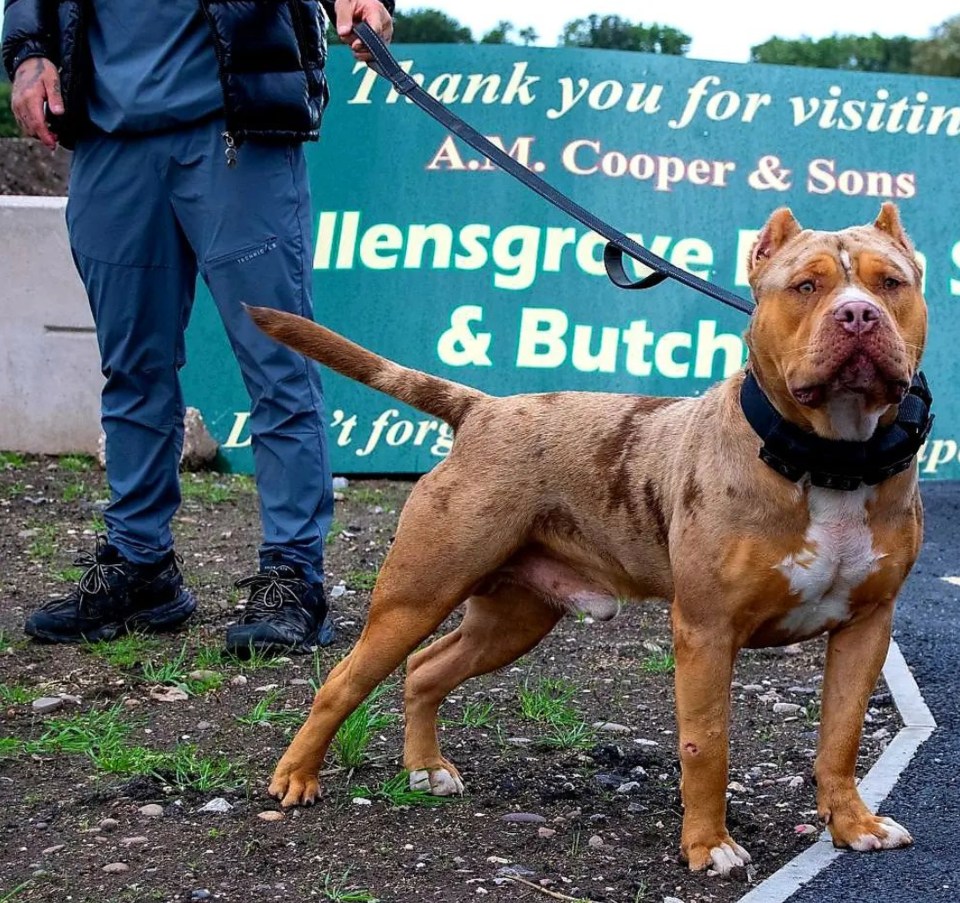 Chanel Fong said her dog Cookie-Doe (pictured) had not meant to hurt her father-in-law but 'plays too rough'