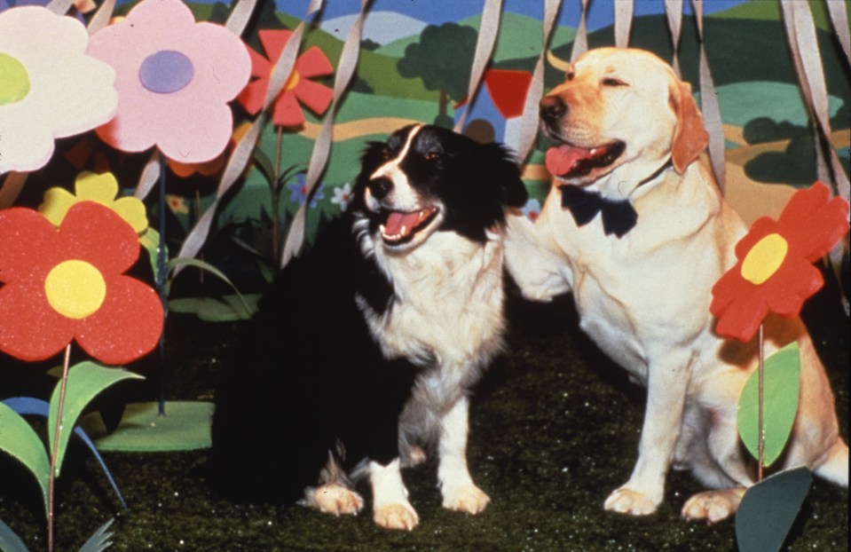 Bouncer the dog dreaming of his own nuptials