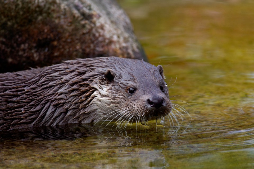 Otters can be found in the rivers, lochs and the sea around the island