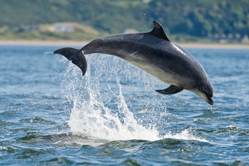 Dolphins are often spotted swimming in the waters around the island