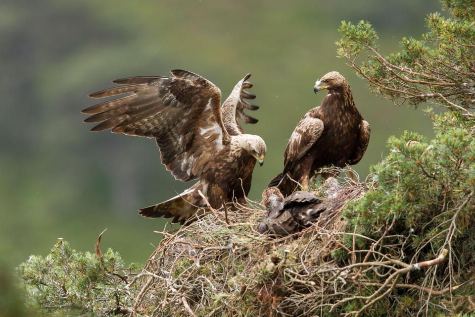 The Isle of Skye is one the best places in the UK to spot golden eagles
