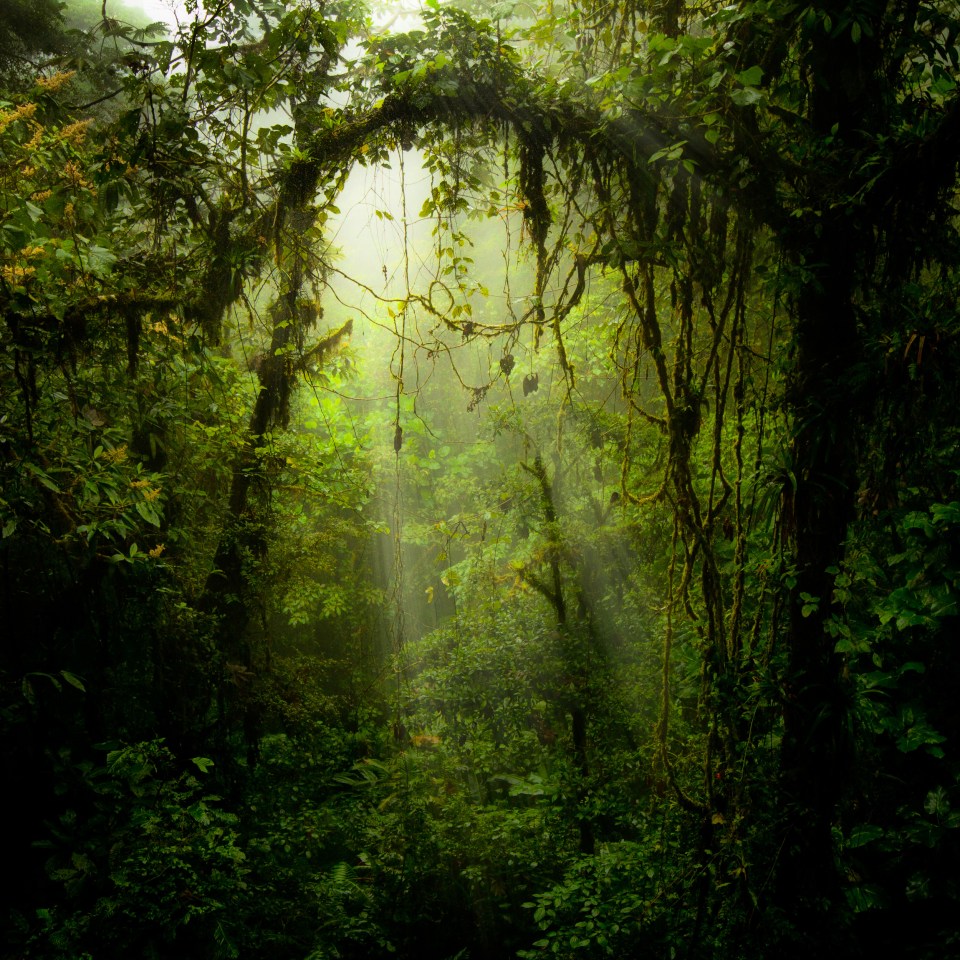 Imagine you're in the Monteverde Rainforest in Costa Rica to drift off the sleep