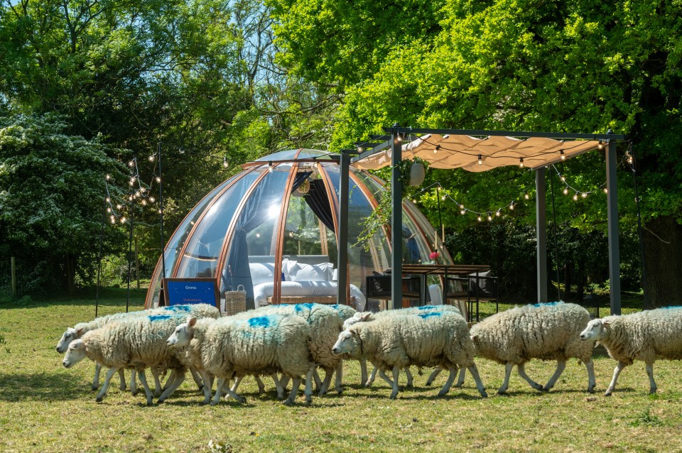 Sheep roaming around the sleep dome