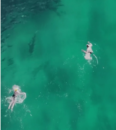 The menacing-looking sea creature stalks the swimmers