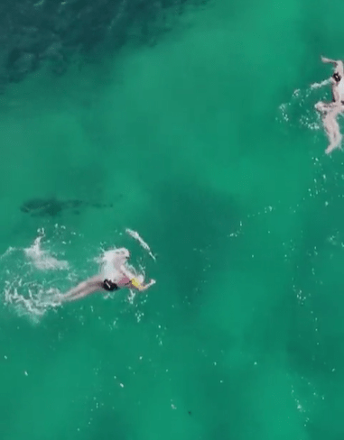 The moment the female swimmer spots the shark beneath her and scrambles to get away