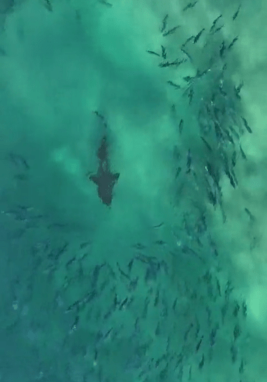The nurse shark, dubbed Norm, was feeding on a school of salmon