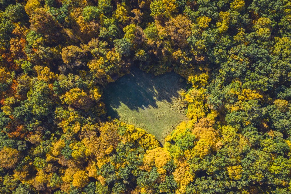 There's an area within the forest where nothing grows - and scientists don't know why