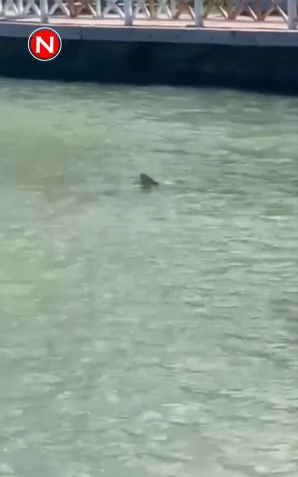 Video is circulating online of a shark believed to be the one that attacked Peter Smith
