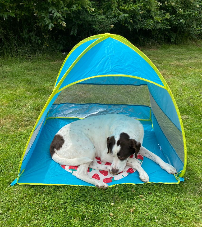 best-dog-cooling-mats