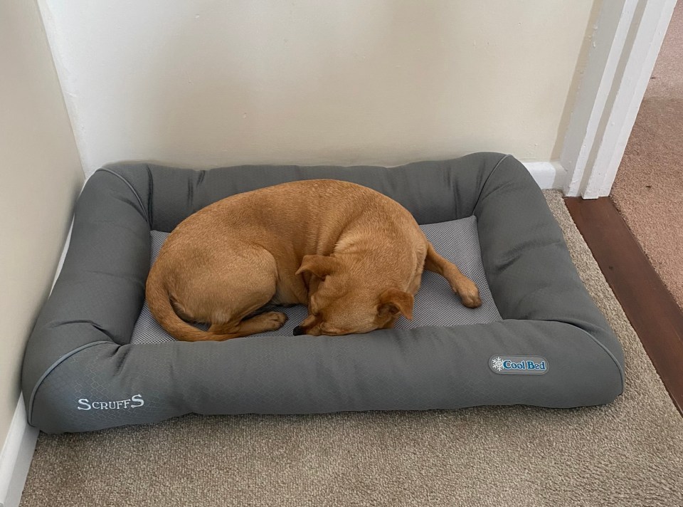 best-cool-mats-for-dogs