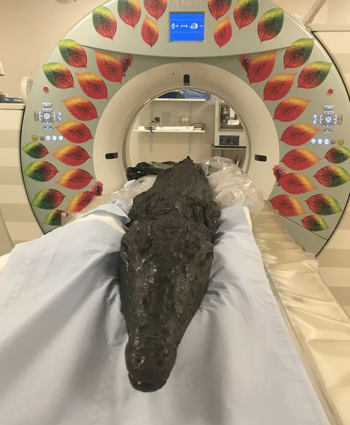 a crocodile is laying in a ct scan machine