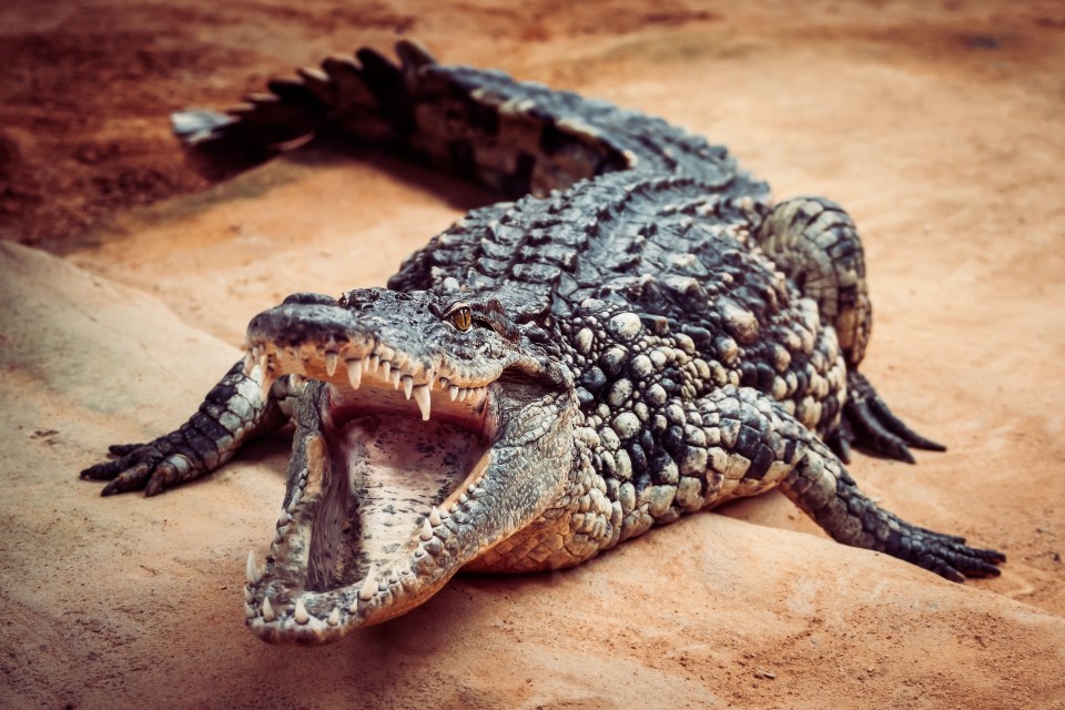 a close up of a crocodile with its mouth open