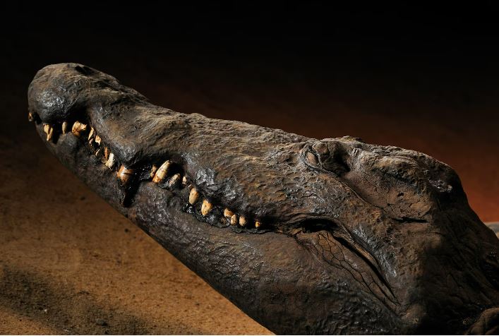 a close up of a crocodile 's head with its mouth open