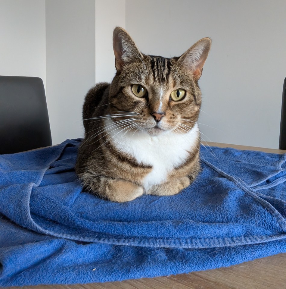 a cat laying on a blue blanket on a table