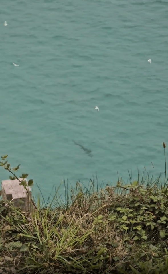 a few birds are flying over a body of water