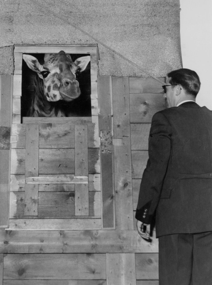 a man in a suit looks at a giraffe through a window