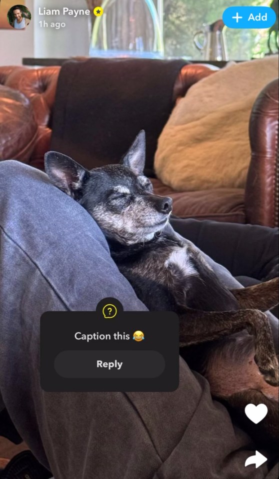 a dog laying on someone 's lap with a caption that says caption this reply