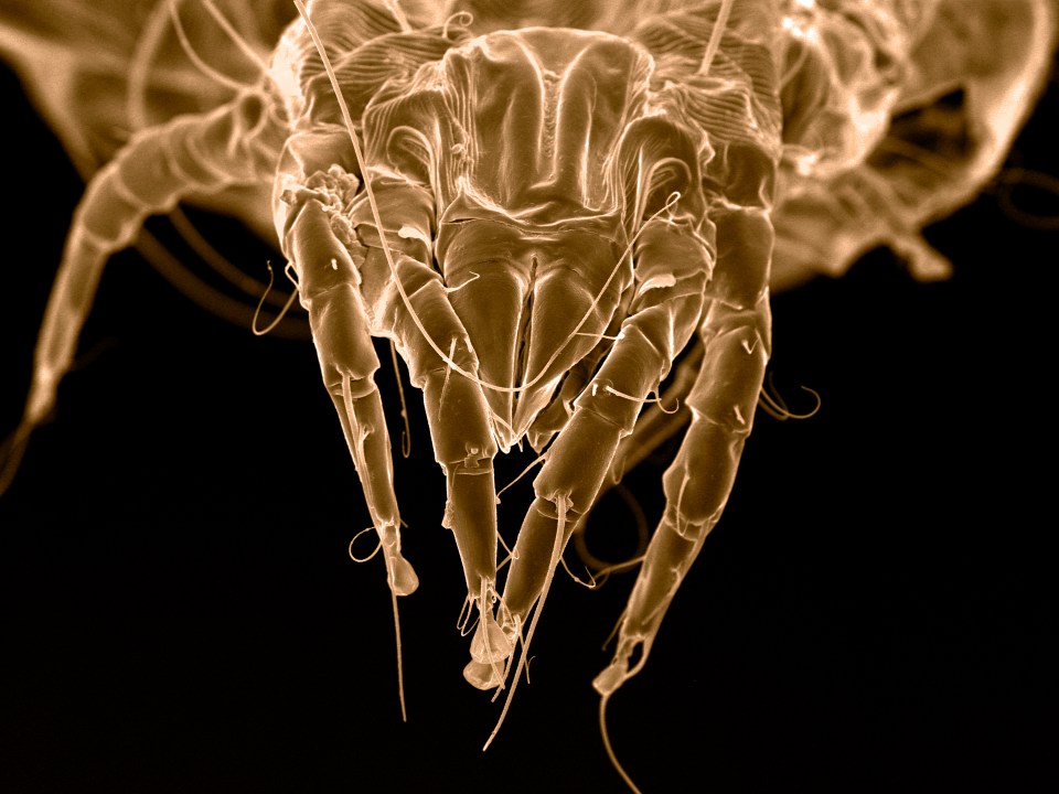 a close up of a bug with a black background