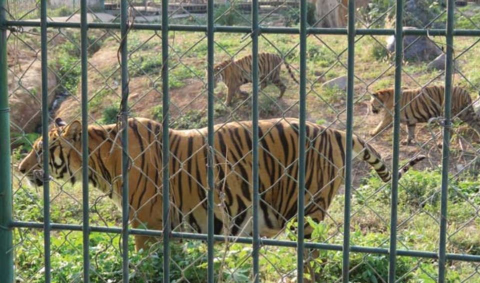 Tiger meats and bone wine are a rich source of income