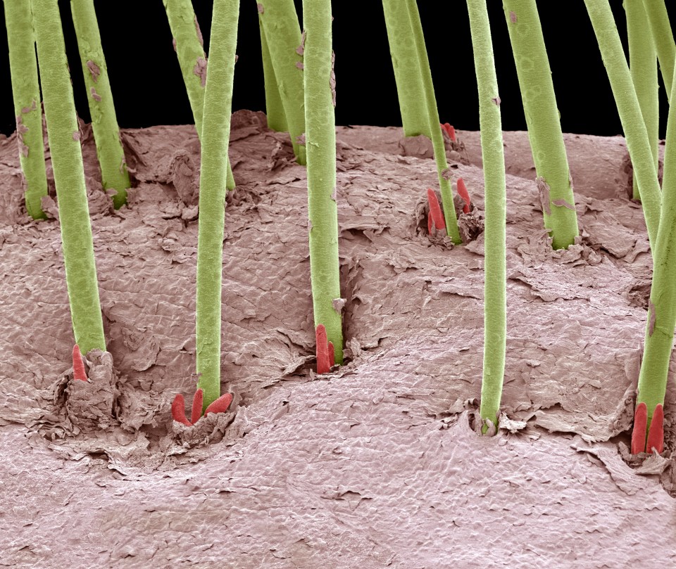 a close up of a plant with a black background