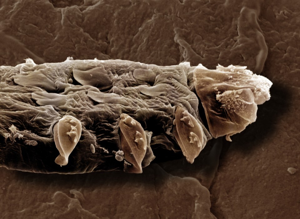 a close up of a brown surface with a few tiny objects on it