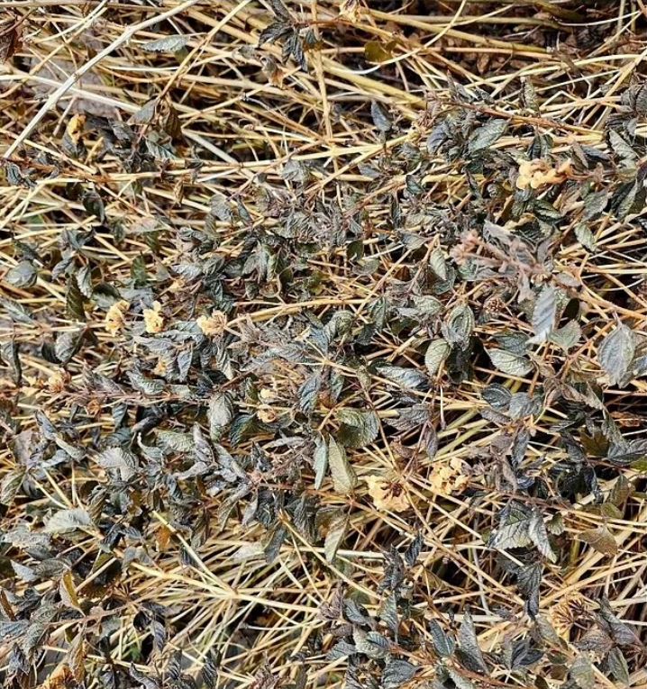 You must have 20/20 vision to spot the hidden rattlesnake in this optical illusion
