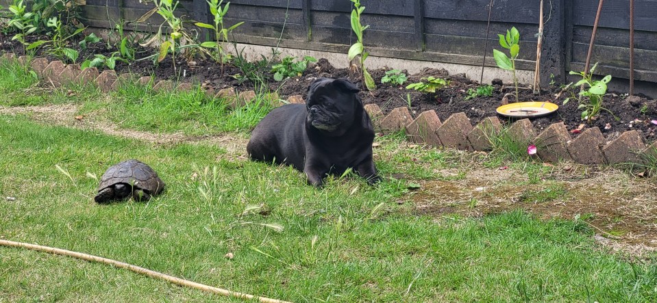 Black pug and tortoise in a garden.