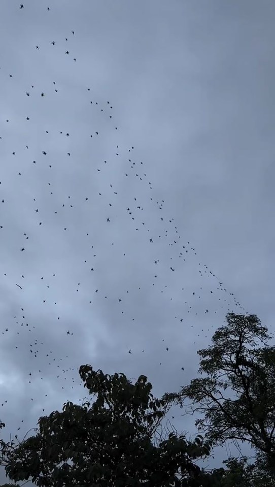 Video still showing many spiders flying near trees.