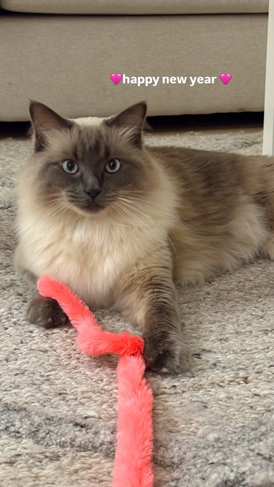 A Ragdoll cat playing with a pink toy on New Year's Eve.