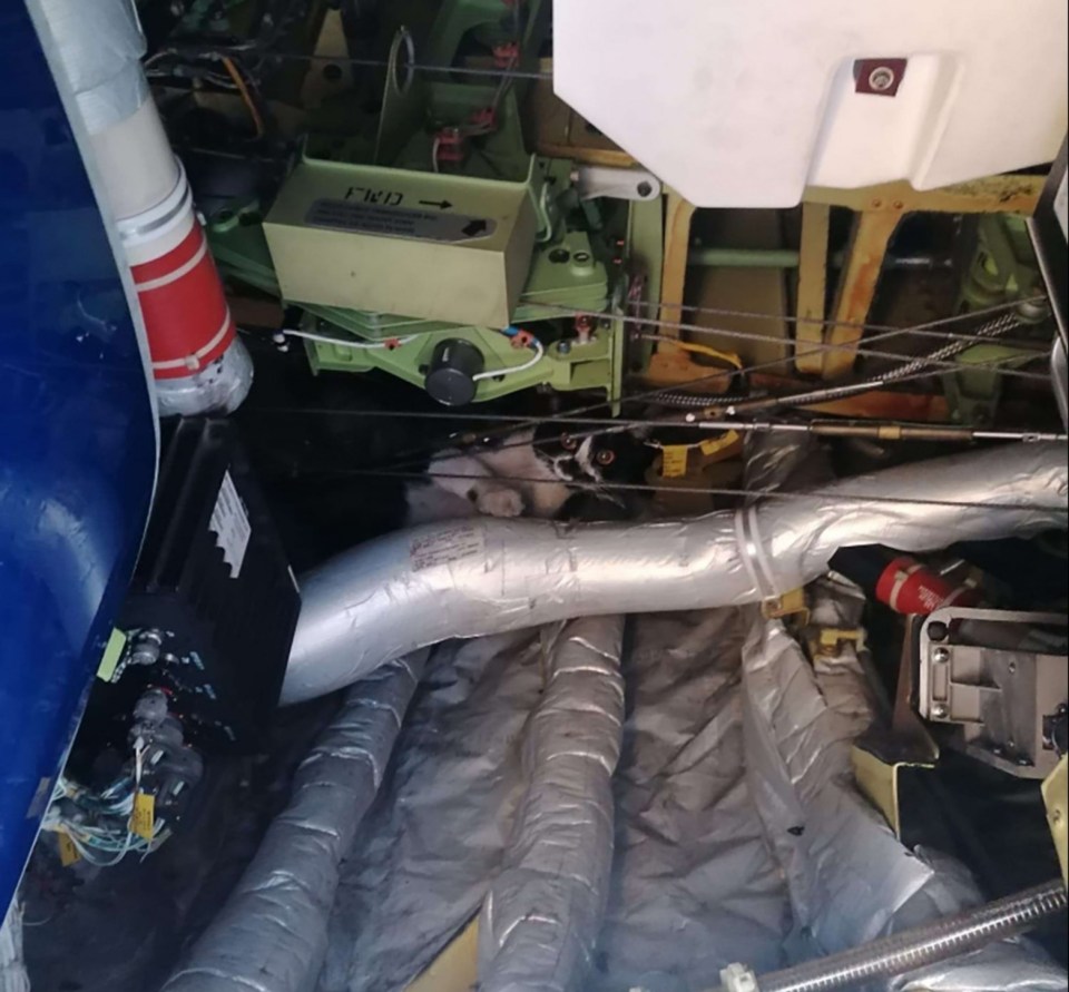 Cat trapped in airplane's electrical wiring.