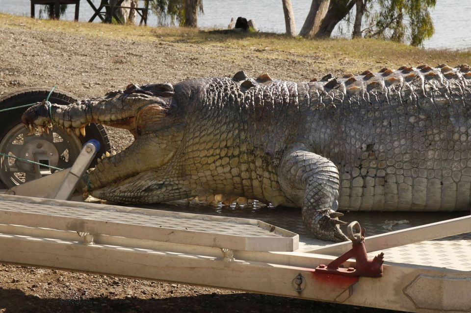 Large dead crocodile on a trailer.