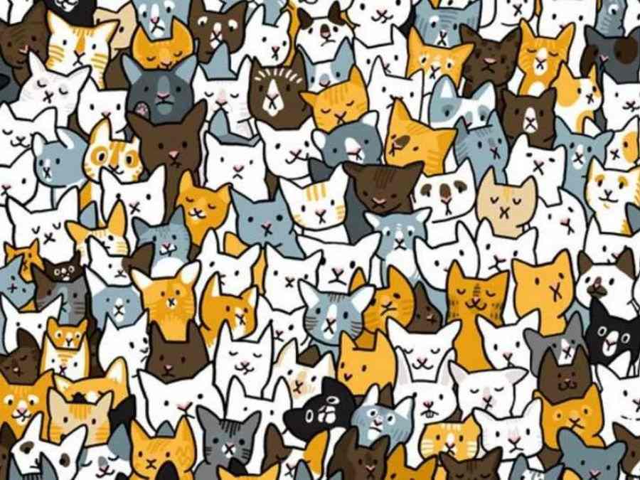 Illustration of a hidden rabbit among many cats.