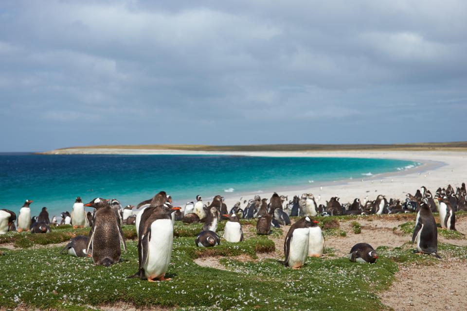 Gentoo and Magellanic penguins on a beach.