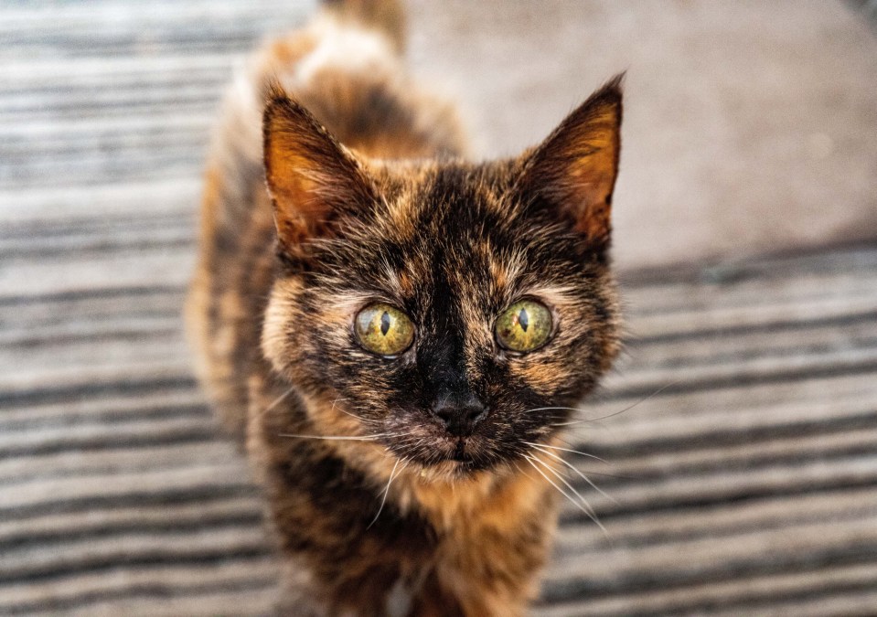 Tortoiseshell cat looking at the camera.