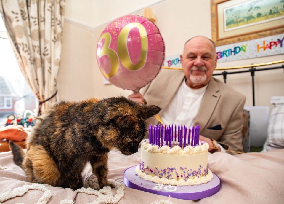 A tortoiseshell cat at a 30th birthday party with a cake and a man holding a balloon.