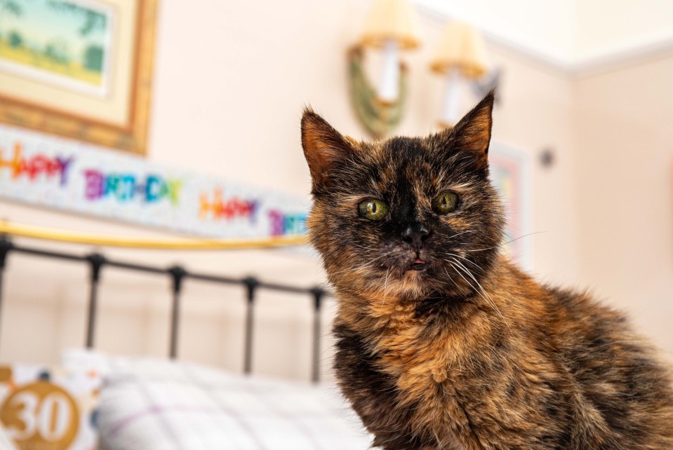 A tortoiseshell cat celebrating its 30th birthday with its owner.