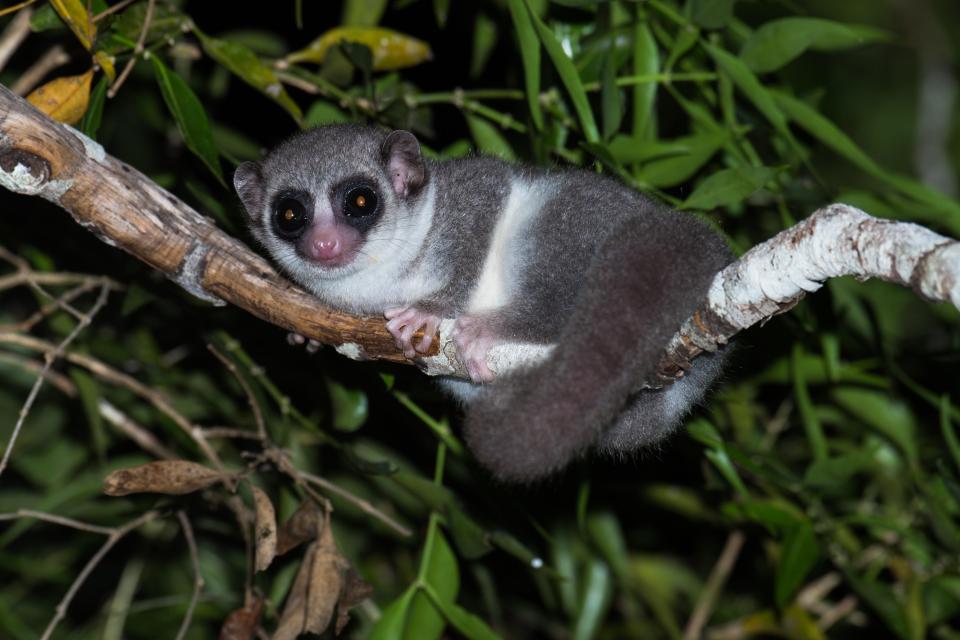 Fat-tailed dwarf lemur in a tree.