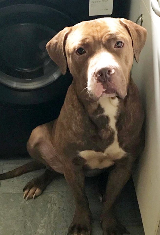 Brown XL Bully dog.