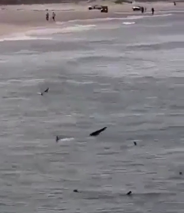 Several dolphins swimming in the ocean near a beach.