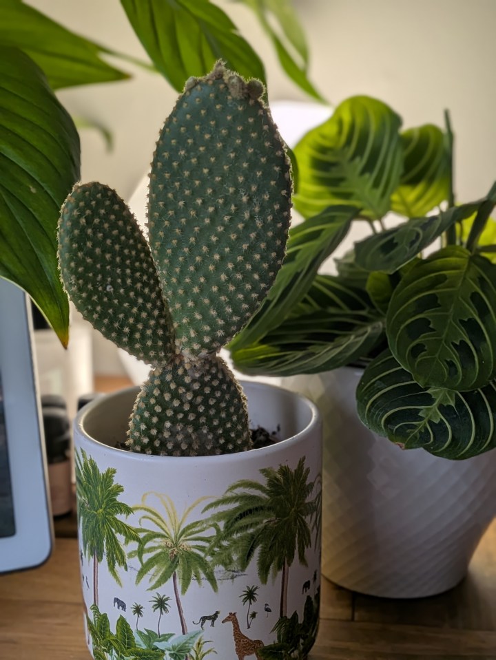 Cactus in a tropical-themed pot.