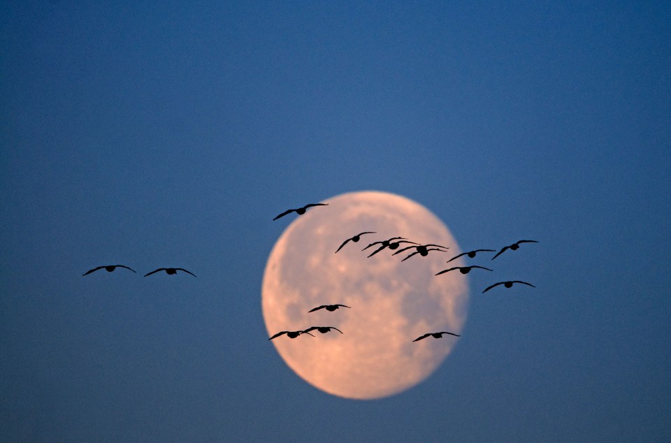 Pink-footed geese silhouetted against a full moon.
