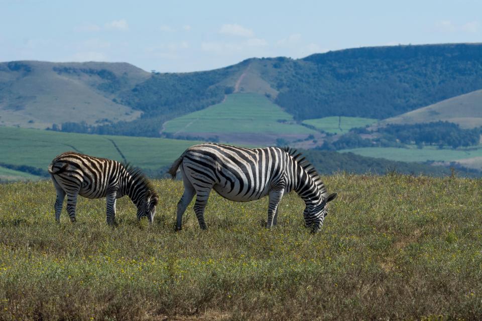 Plains zebras grazing in a field.